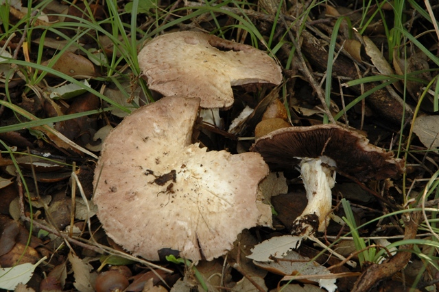 Agaricus sp.